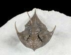 Rare Encrinurus Trilobite From Malvern England #39064-4